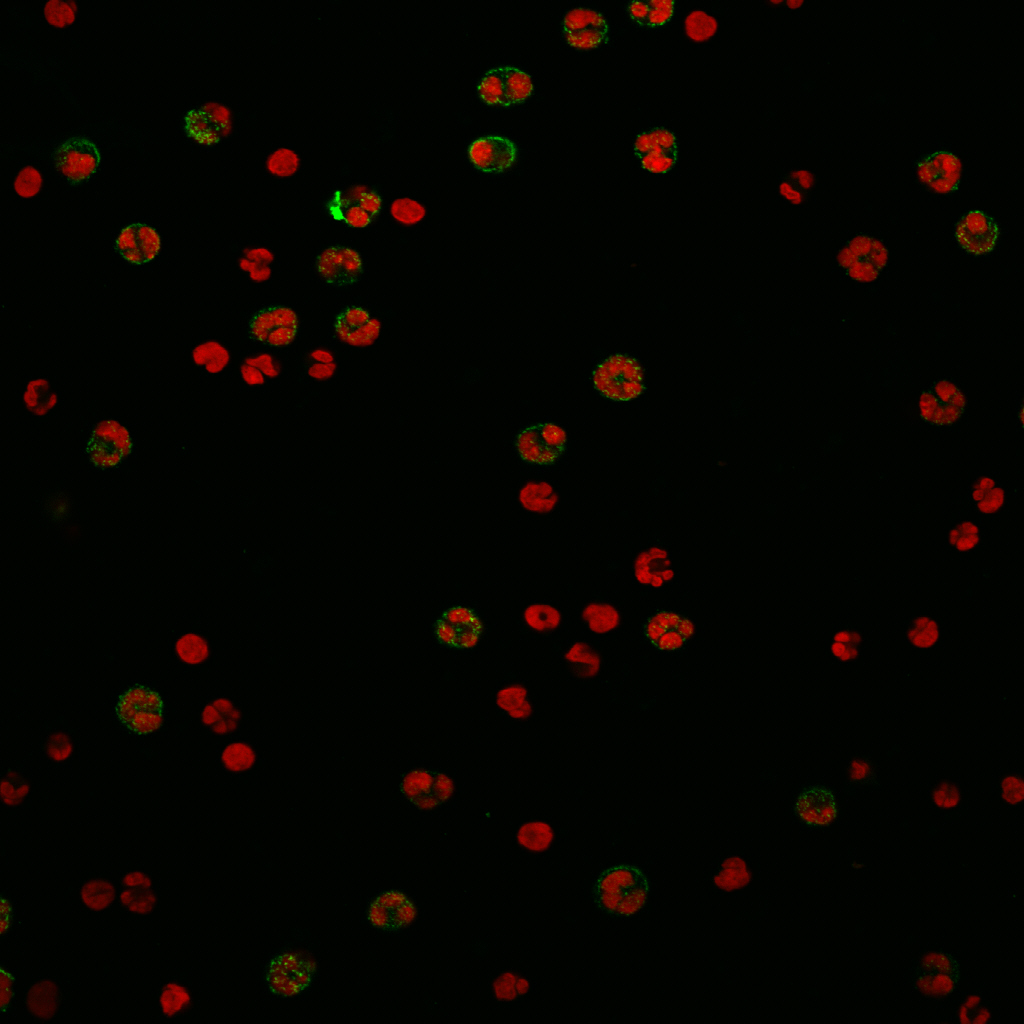 Immunofluorescence staining using CD15-FITC IgG3 antibody (Cat. No. X1496M) on human neutrophils.